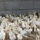 صوص للبيع