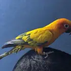 صن كنيور أليف المسمى بالشمسي لون جميل