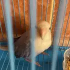 طير روز للبيع