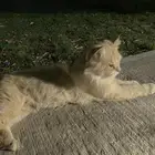 قطه للتبني
