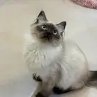 قطه هيميلايا سيامي انثى كيتن