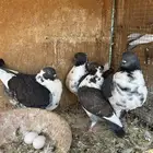 أزواج حمام