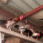 ديوك بلدي