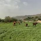 بقر مراح كامل.