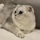 ذكر سكوتش للتزاوج