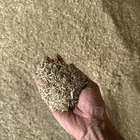 بذر هيبان