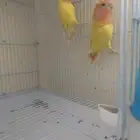 جوز روز لاتنيو