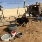 للبيع نجدية حايل