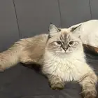 قطه للتبني