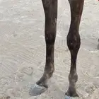 مهر