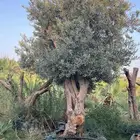 زيتون مراكن معمر