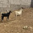 غنم و تيس فحل