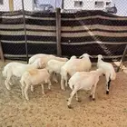 طليان بهم حري