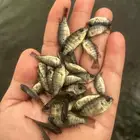 زريعة سمك البلطي