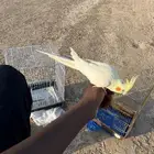 كروان ضايع لاتنيوم في حي السد في شوران