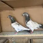 قطايف وبكستانيات للبيع