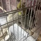 على السوم 2 طير كروان ولد بنت هولاندي