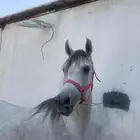 للبيع احصان شعبي العمر 5سنوان