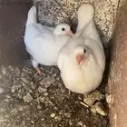 حمام فرنسي