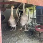 وز عراقي