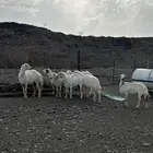 عدد 10 من الضان