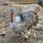 رومي للبيع