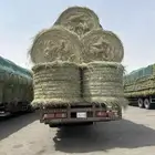 الحساء