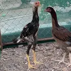 ديك شامو ياباني صافي ودجاجة باكستانيه صافيه