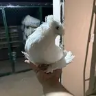 حمام زينه