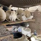 حمام