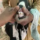 البيع تيس فحل هولندي مهجن ب عارضي