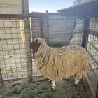 عرضين نعيميه متبع وحريه حايل