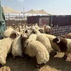 نعيم كناور ووسط ووهرافي حريات كناور ووسط وهرافي