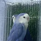 للبيع روز ذكر