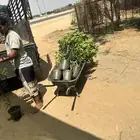 شتلات مانجو وتين رمان