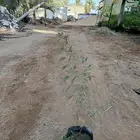 شتلات كميات اسعار جمله