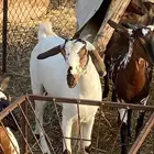 جفير مقنى او ذبح