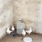 حمام 5 4بيضاء 1سوداء مبيضه