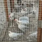 دجاج فيومي  بيور