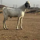 تيس فحل بيشي