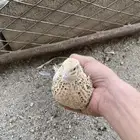 بيض سمان مخصب 100 100