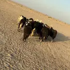 للبيع غنم نجد دفيع وضريع