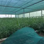 طلح ملحي