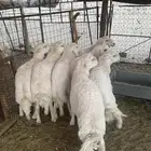 طليان حري ذبائح  من 7 شهور إلى سنة