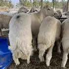 طليان حري فل شحم ولحم طائفي اضاحي