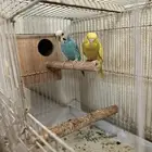 طيور بادجي
