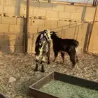 تيوس تو جايت من البر