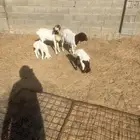 برابر مواليد