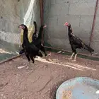 شامو الماني