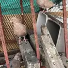 حمام نفاخ